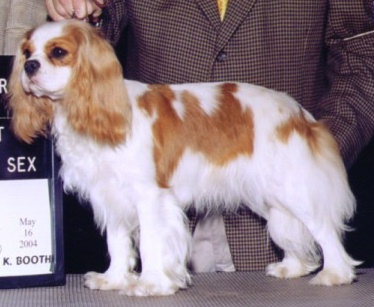 Ch. Roxians In Celebration Of Life 