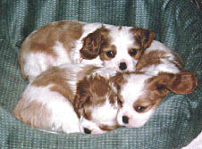 three pups